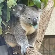 るいちいの画像