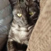 ももちゃんの画像