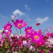 断捨離中(⁠◕⁠ᴗ⁠◕⁠✿⁠)の画像