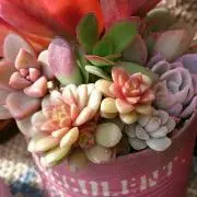 PINK色