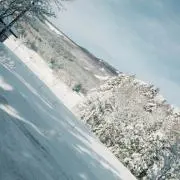 Reeの画像
