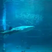 ひまわりの画像