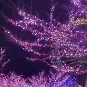 ふじの画像