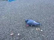 榊原権三
