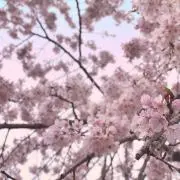 さくらの画像