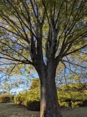 MASAGOO