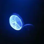Delioの画像