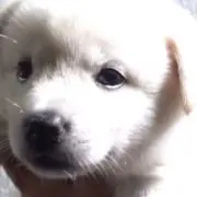みらん