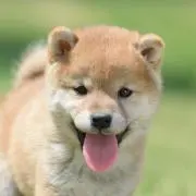 ワラビーの画像