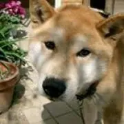 Kimi