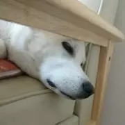 飛鳥