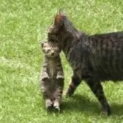 tama