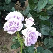 Blue Moonの画像