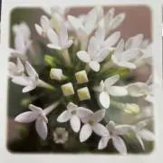 あんず。の画像