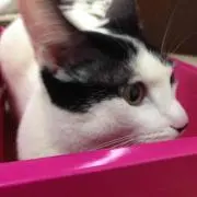 ふきゃん