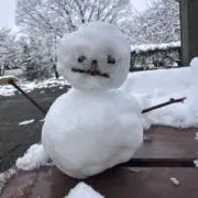 チョチョの画像
