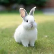 うさぎの画像