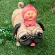 とっと⑅◡̈*