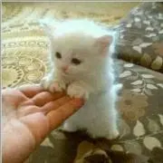 チョコタン