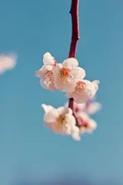 着物&お茶《お読みください》の画像