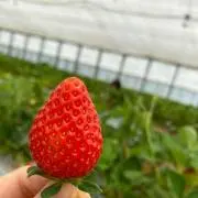 savarinの画像