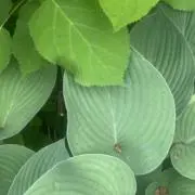 ひろの画像