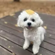 ちゃみっこ