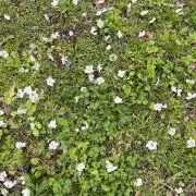 なつの画像