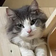 め