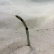 ナウイシカの画像