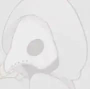 SSの画像