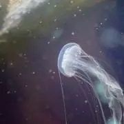 ぽんずの画像