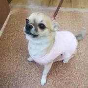 きなこの画像