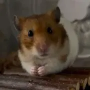 GYURIN×2の画像