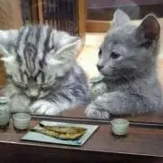 いぬこの画像
