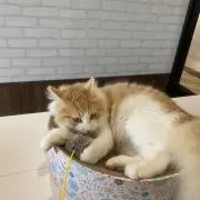 cotonの画像
