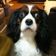 メル