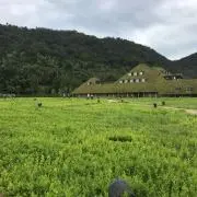 あーにゃん