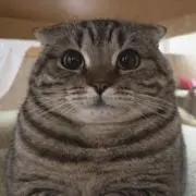113の画像