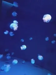 くらげの画像