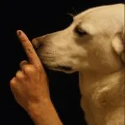 ワンワンの画像