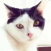 わかめ
