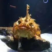 さかさかの画像