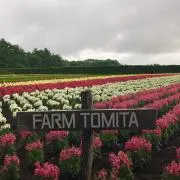セーヤンの画像