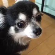 みきてぃ
