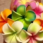 alohaの画像