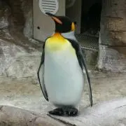 Ｋ