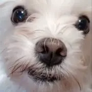 ミルクの画像