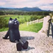 ねこきちの画像