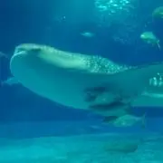 ちぇみ